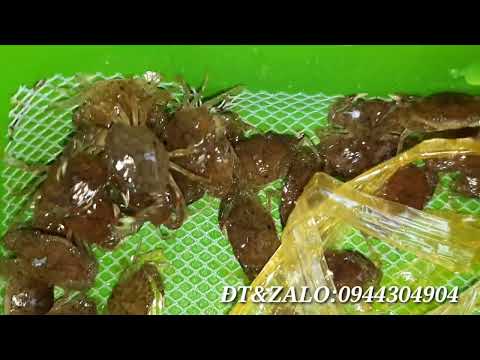 Video cua tiêu dưa ương hầm đất. cua giống căn xanh cua... - youtube