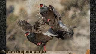 Aves colombianas- Faisanes