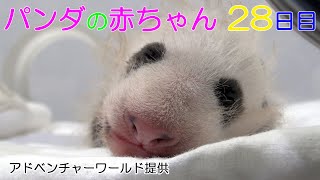 アドベンチャーワールド　パンダの赤ちゃん　28日目