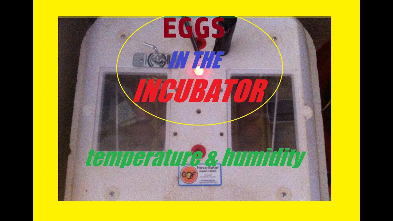 Eggs in the Incubator, Humidity and Temperature - YouTube