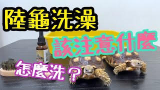 陸龜洗澡怎麼洗 有那些地方該注意的 龜甲油要上嗎 水溫要很高嗎 要幫陸龜刷牙嗎 要擦乳液嗎 要幫陸龜蒸汽浴嗎 要吹頭髮嗎 要幫他挖耳朵嗎 我們洗澡有跟別人不一樣嗎