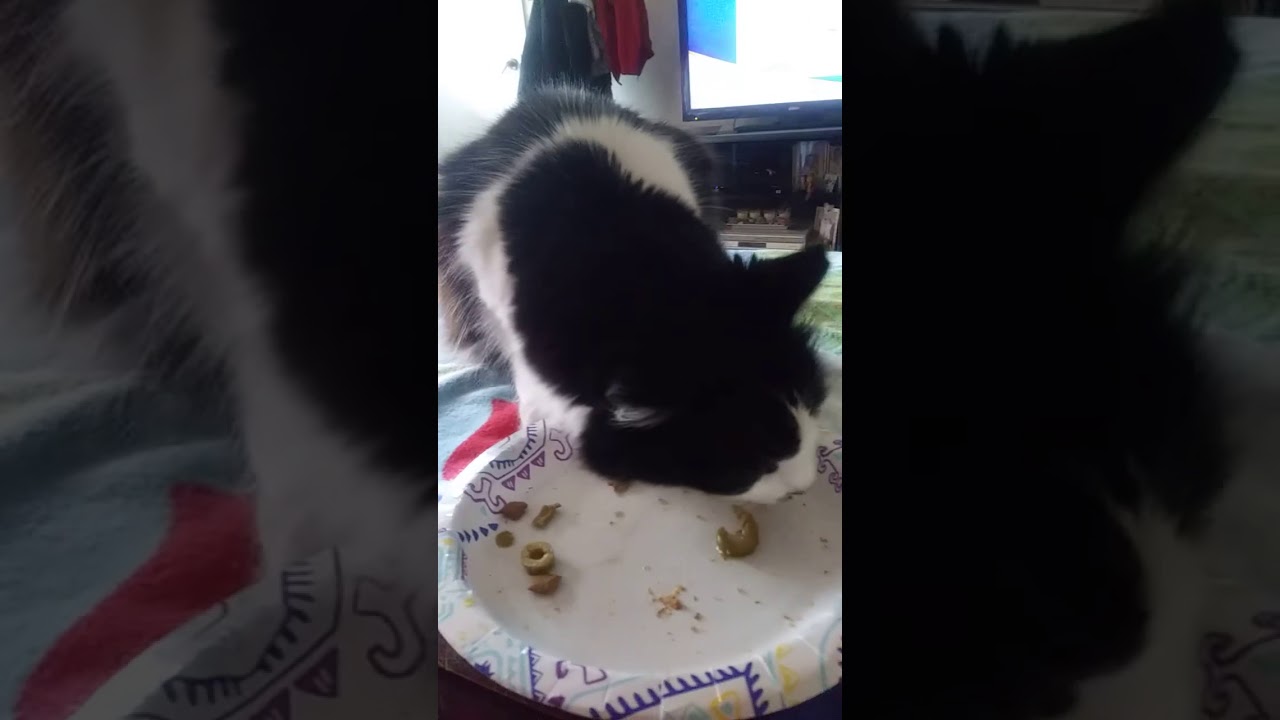 Cats like olives? YouTube
