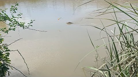 câu cá sông, trúng ổ cá dưới bụi lục bình kéo cá sướng tay