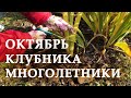 Октябрь, часть 2. Клубника, многолетники. Подготовка к зиме.