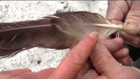 Identification of eagle feather and laws governing possessing American Bald Eagle parts