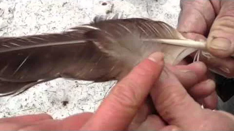 Cómo identificar plumas de águila y leyes sobre su posesión