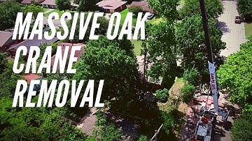 Crane Removal of Oak Tree with Aerial Views