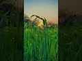 #naturelovers