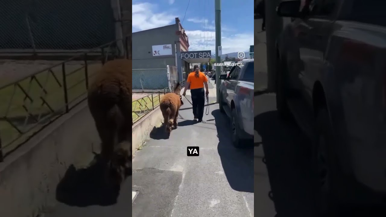 Llama Drama Australian Man Walks Down The Street With An Alpaca 