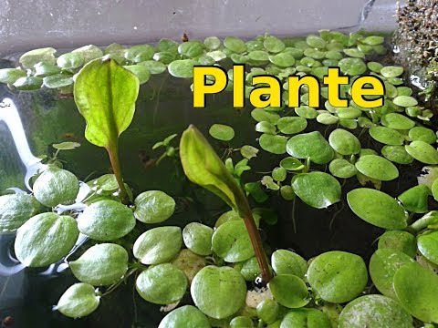 Video: Plante de acvariu: fotografie cu nume