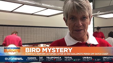 Scientists perform autopsies after 20,000 birds perish off Dutch coast | #GME