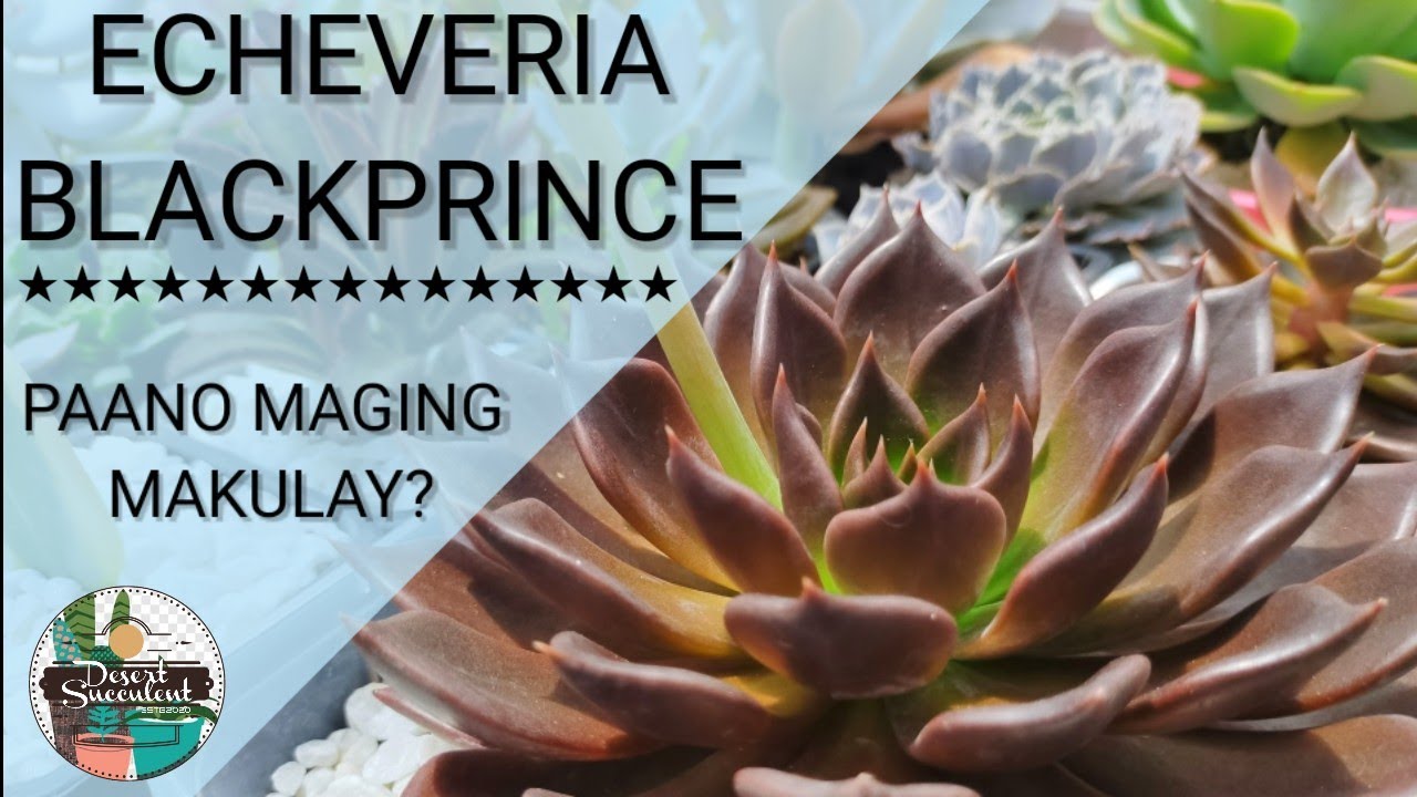 2 Echeveria Blackprince Succulent Guide | 다육식물 多肉植物 Suculentas