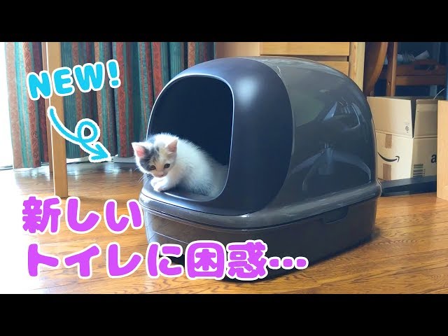 子猫のぽてと新しいトイレをプレゼントしてみた