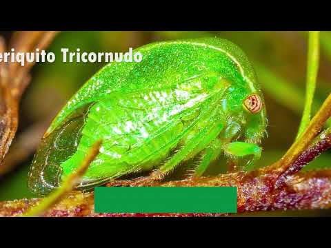 Video: Insecto Dañino De La Alfalfa