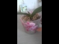 Орхидея которая мне дает детак