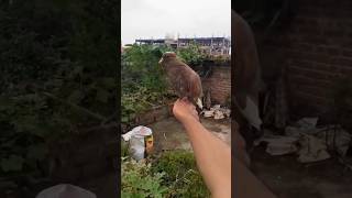 আমার পোষা কবুতরের বাচ্চা #birds #vlog #গিরিবাজ #pigeon