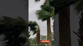 Palm trees being blown by winds #shorts #youtubeshorts #viralshort #viralvideo #viral #new #sub #bts