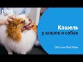 Кашель