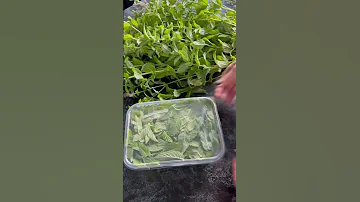 Замораживать или сушить?