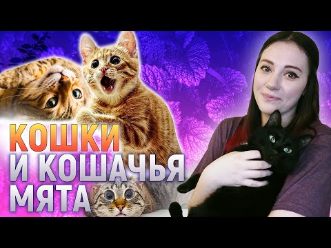 Вот почему на самом деле кошки любят кошачью мяту! | DeeaFilm