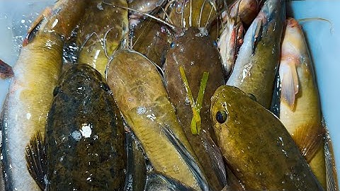 Cắm Câu Đêm Vùng Biên Giới Cá Lóc Cá Trê Nhiều Kinh Khủng