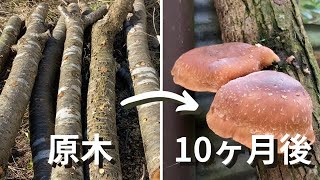 すぐに収穫できる！椎茸発生中の原木！ mqdefault.jpg