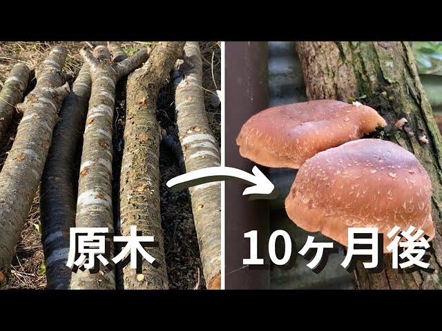 しいたけ原木栽培 植菌から収穫までの10ヶ月間 - YouTube