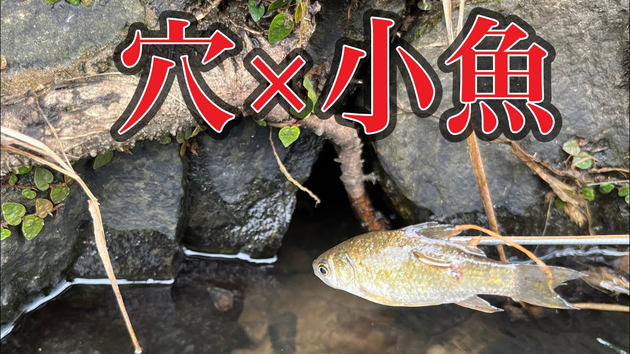 穴の中に小魚を入れると爆釣しました！