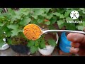 मरते हुए पौधे को बचा सकती है यह चीज एक बार डाल कर देखें।This thing can save a dying plant,#garden