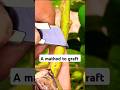 A method to graft #shorts #grafting #plants
