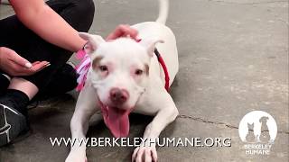 Adopt Sharona!