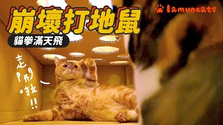 DIY cats toy with boxes┃LAMUNCATS ♧