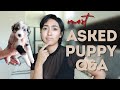 Answering MOST ASKED PUPPY QUESTIONS 2024