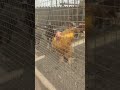 🔥 Aseel and Golden Buff Roosters | Which One Looks Better? 🐓 #Shorts