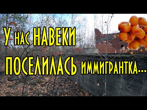 У нас навеки поселилась иммигрантка, или откуда взялась облепиха.