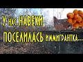 У НАС НАВЕКИ ПОСЕЛИЛАСЬ ИММИГРАНТКА или ОТКУДА ВЗЯЛАСЬ ОБЛЕПИХА