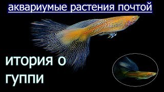История Гуппи, аквариумные растения почтой История Гуппи, аквариумные растения почтой