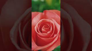 Mawar Merah #cinematic #short
