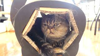 Chacha loves this unstable tunnel by TOKYO CATS 506 views 1 year ago 2 minutes, 27 seconds