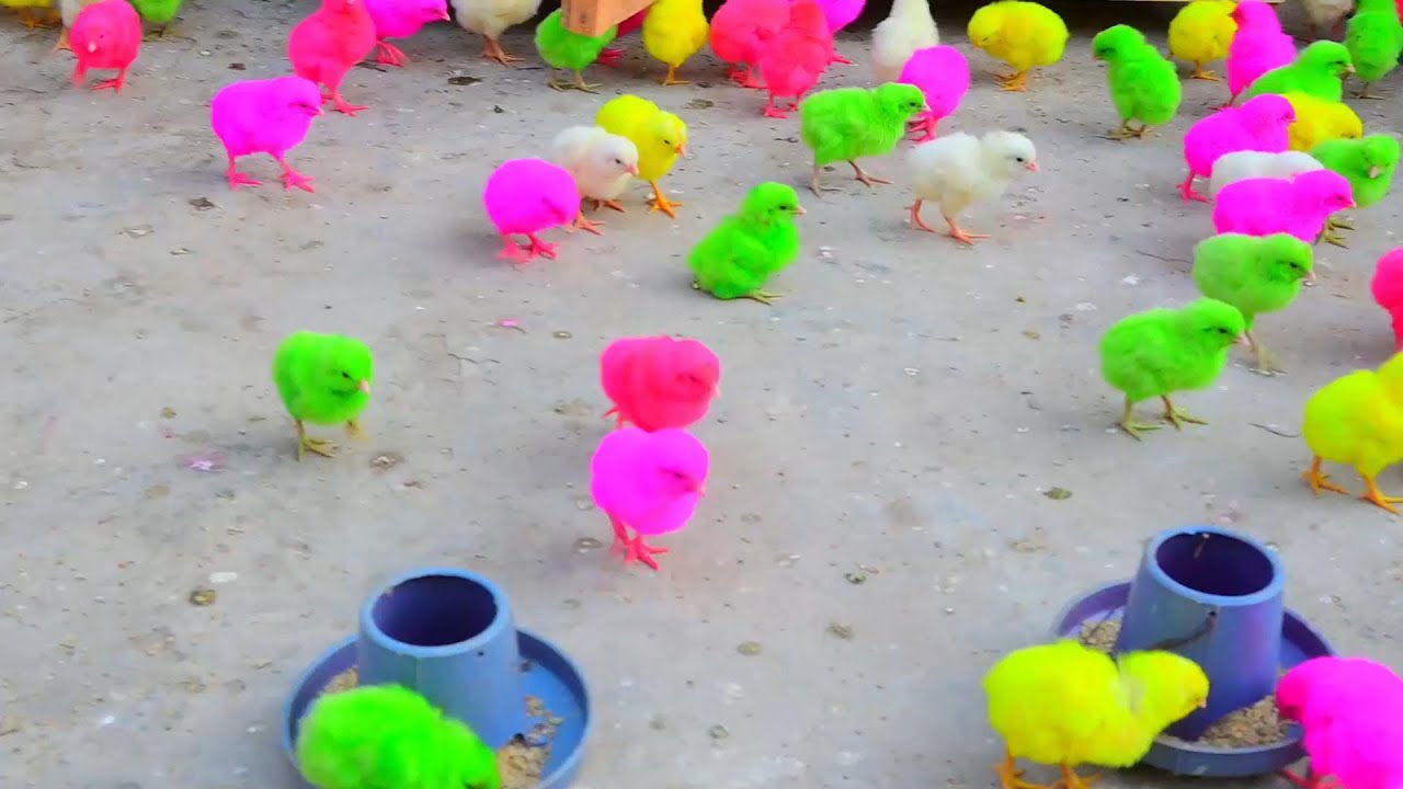 Colorful chicks cute chickens, Catch millions of cute colorful chickens 