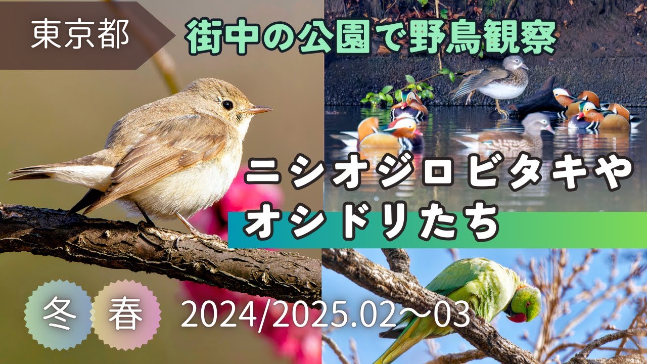 【野鳥観察】可愛いニシオジロビタキやオシドリたち｜春の新宿御苑や昭和記念公園など東京都の公園