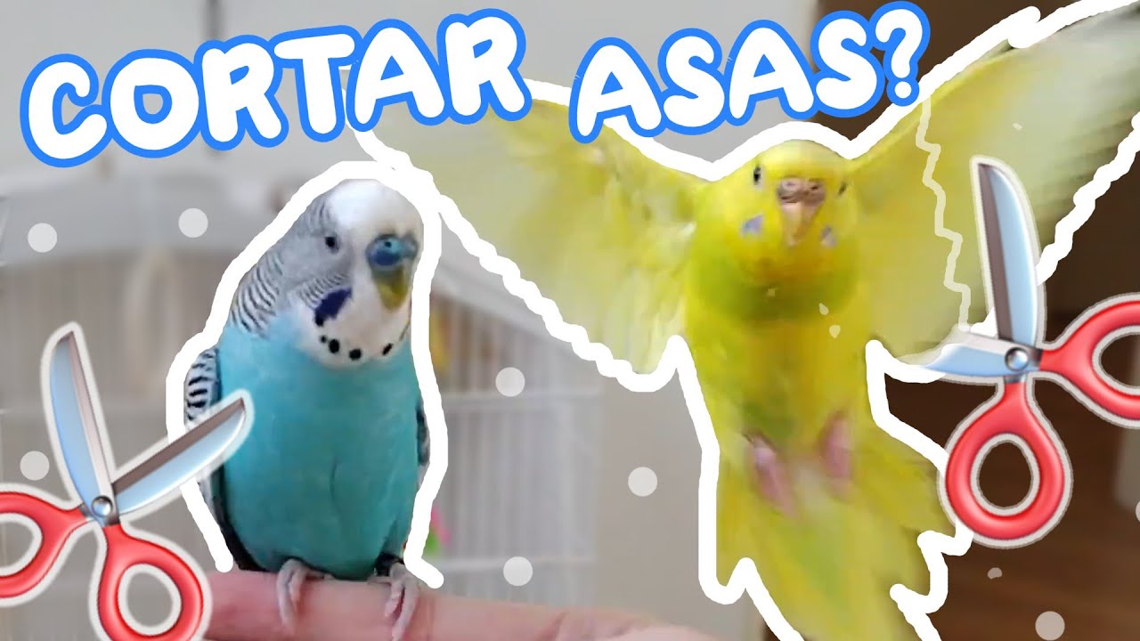 DEVO CORTAR AS ASAS?? - Periquitos Australianos | Batatube