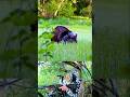 Скрытый охотник — индейка прямо на прицеле! 🎯🦃#shorts#shortvideo#viralshortvideo#turkey#hunting