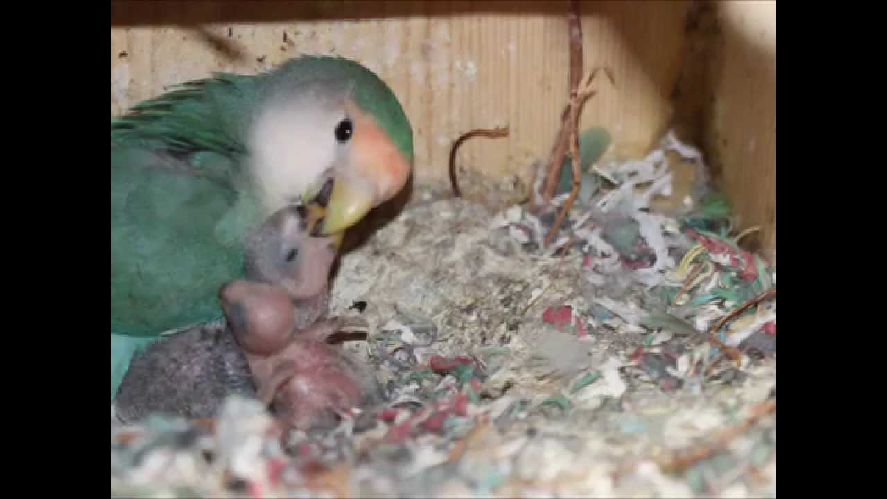 Love bird feeding the chicks YouTube