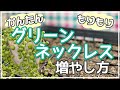 グリーンネックレスの育て方と増やし方を詳しく解説