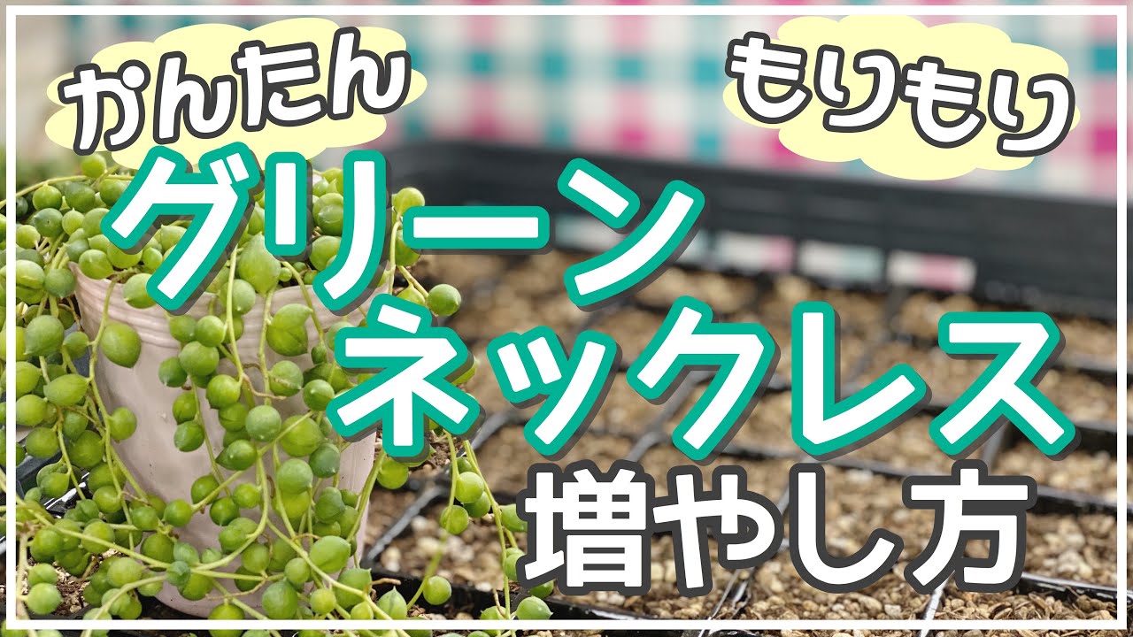 グリーンネックレス ネックレス系多肉植物 の育て方 増やし方 おもしろきこともなき世をおもしろく