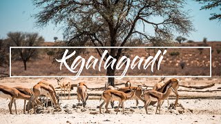 Kgalagadi Episode 2 - WHERE ARE THE ANIMALS!?