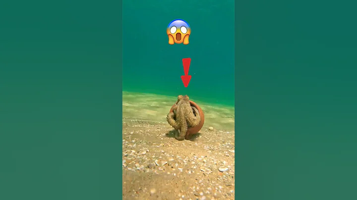 WOW! I can’t believe what i found inside this(2 octopuses 🐙 😱) #shorts