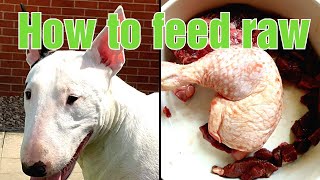 How to feed raw food to dogs - variation is key + ASMR