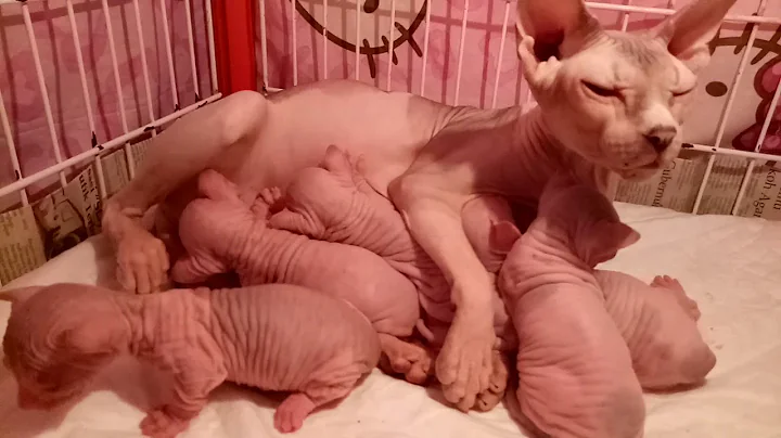 Video 11831841: kucing sphynx